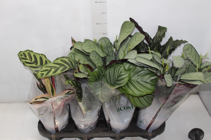 <h4>MARANTA VARIADO P12</h4>