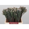 Kaaps Groen Silver Brunia