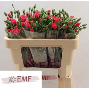 DI TR CERISE AMELIE CERISE