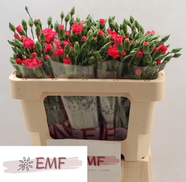 <h4>DI TR CERISE AMELIE CERISE</h4>