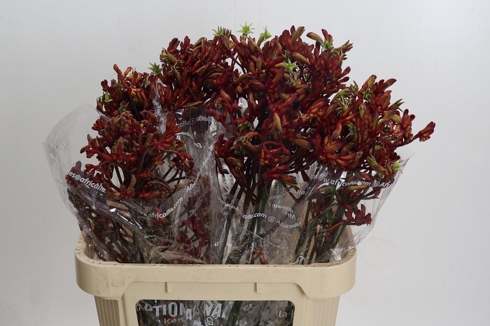 <h4>Anigozanthos Early Spring Indoor</h4>