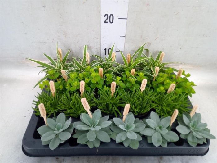 <h4>Planten  ..mix</h4>