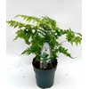 Dryopteris erythrosora