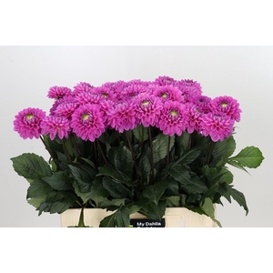 Dahlia BA 'Dark Wizard'