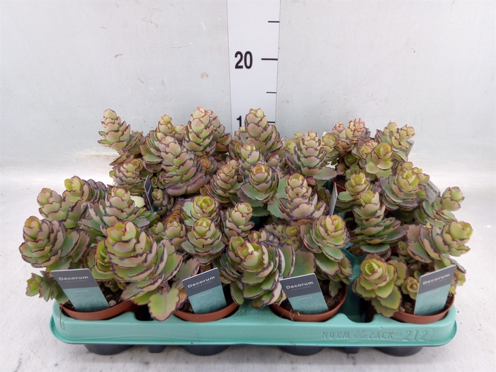 <h4>Kalanchoe NF   ...</h4>