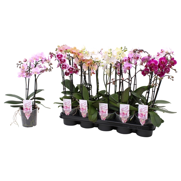 <h4>Phal. Multiflora 2-tak mix "Colourfull" 22+ 5 kleuren</h4>