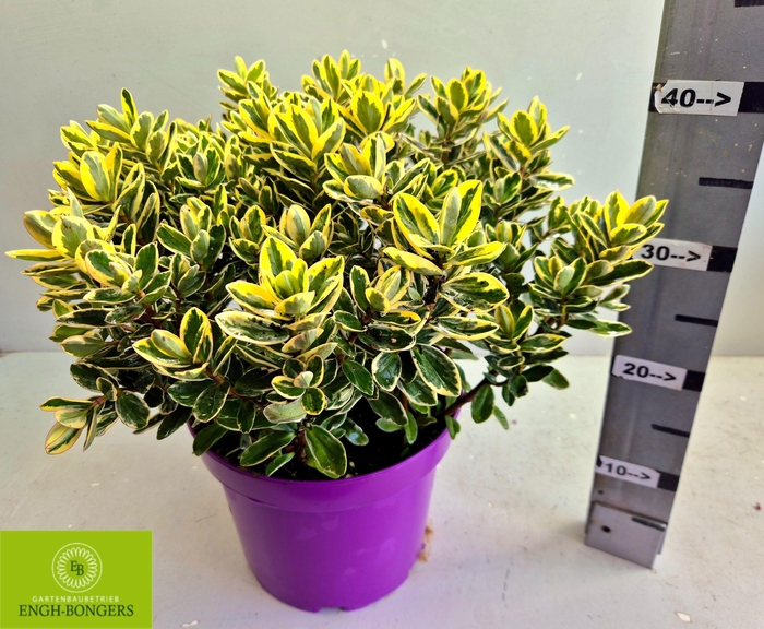 <h4>HEBE AND VARIEGATA</h4>