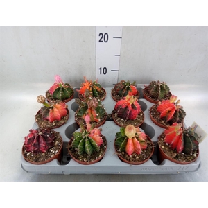 Gymnocalycium mihanov.   ...