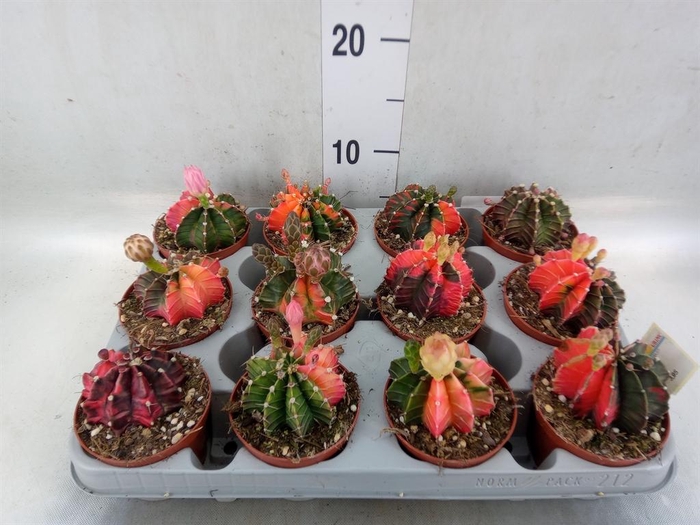 <h4>Gymnocalycium mihanov.   ...</h4>