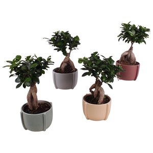 Ficus m. Ginseng Ball Shape Ø12cm in Ø15cm Ceramic CC461