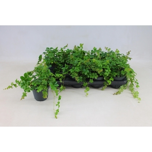 PARTHENOCISSUS INSER