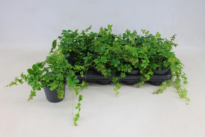 <h4>PARTHENOCISSUS INSER</h4>