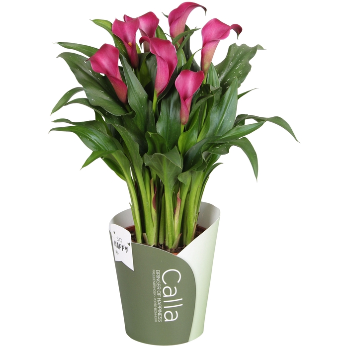 <h4>Zantedeschia Allure SoHappyCalla rood met groene potcover</h4>