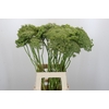 Ammi Visnaga Green Mist