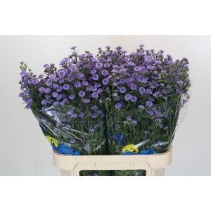 Aster Baby Blue