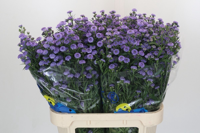 Aster Baby Blue
