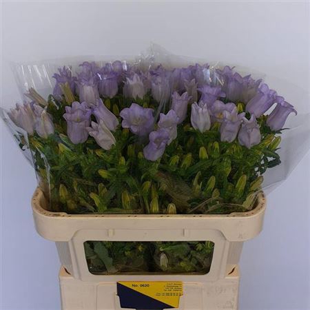 <h4>Camp M Champion Lavendel</h4>