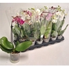 Phal Gem 4 Kl
