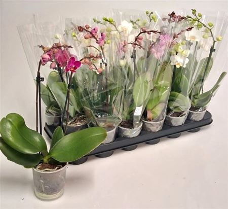 Phal Gem 4 Kl