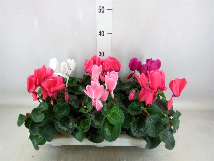 <h4>Cyclamen GR 'Vintro'</h4>