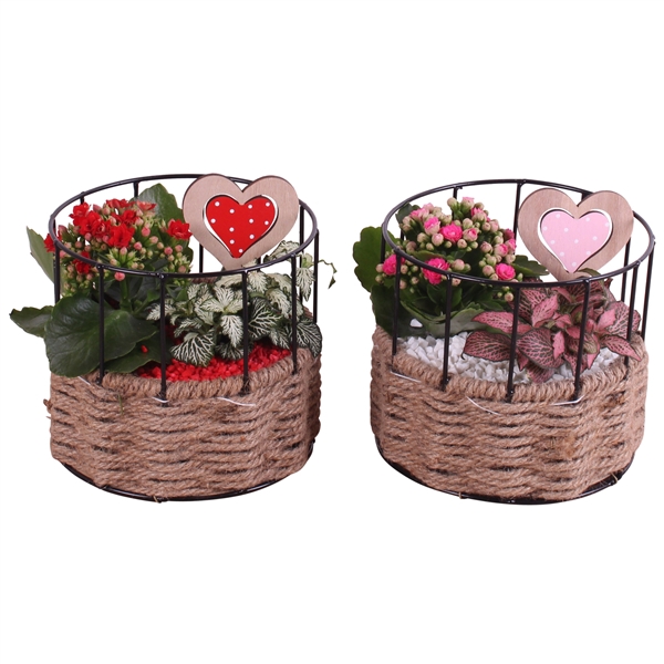 <h4>Valentine Arr. Indoor Metal Frame Rope Pot Round Ø17cm 2PP</h4>