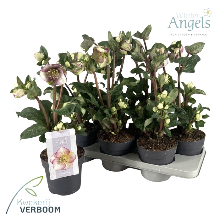 <h4>Helleborus Frostkiss Glenda's Gloss p15</h4>