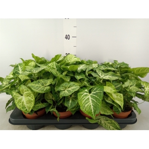 Syngonium  'Arrow'
