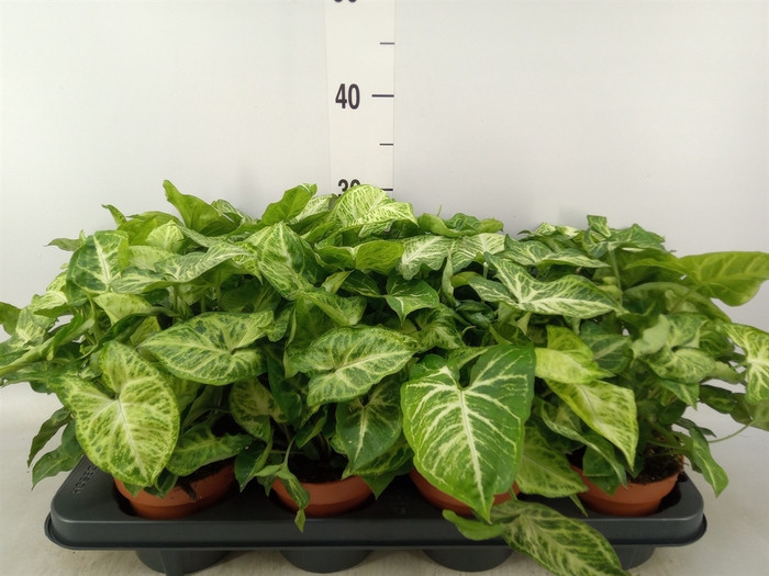 <h4>Syngonium  'Arrow'</h4>