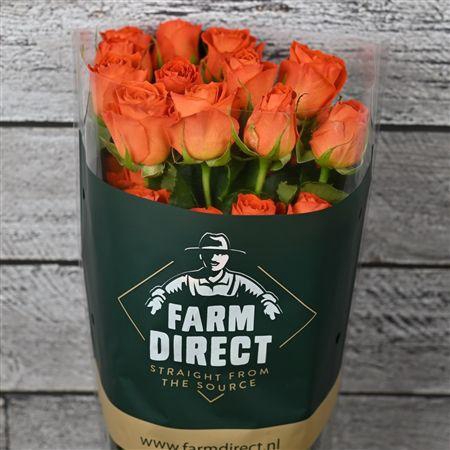 <h4>R Gr Orange Only</h4>