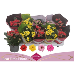 KAL GE PERF GEM 4 KL