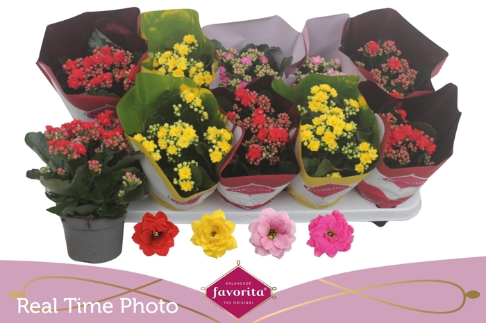 <h4>KAL GE PERF GEM 4 KL</h4>