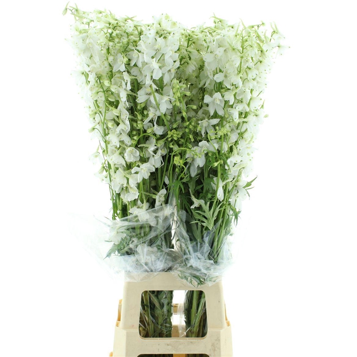 <h4>Delph En Be An White</h4>