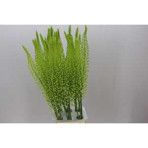 Eremurus Shelford Yellow Sun
