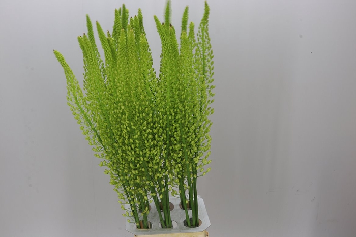 <h4>Eremurus Shelford Yellow Sun</h4>