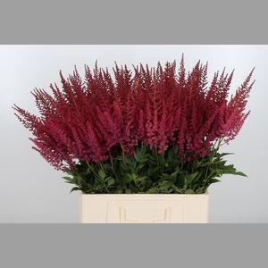 Astilbe Paul Gaarder
