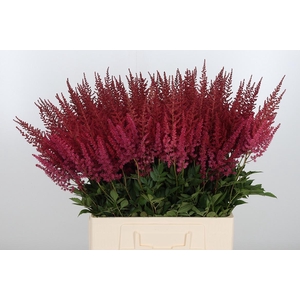 Astilbe Paul Gaarder