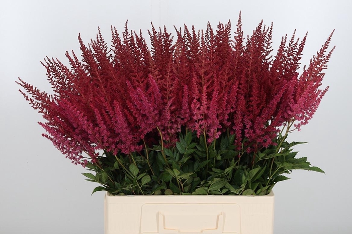 <h4>Astilbe Paul Gaarder</h4>