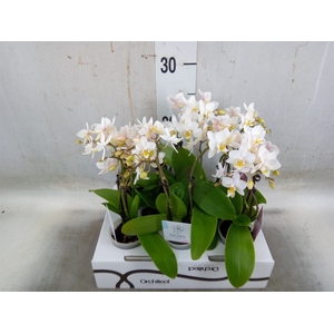 Phalaenopsis   ...mini