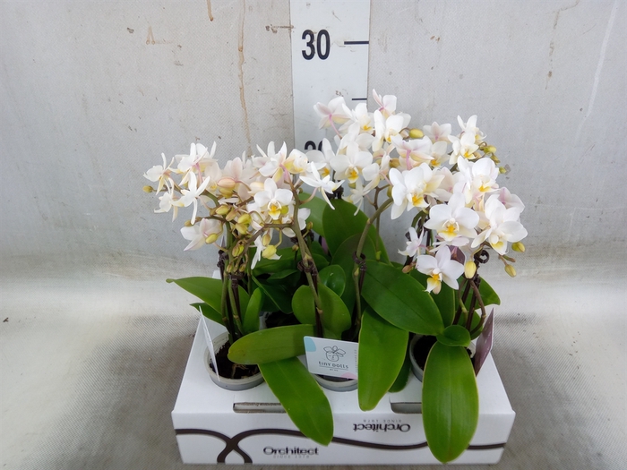 <h4>Phalaenopsis   ...mini</h4>
