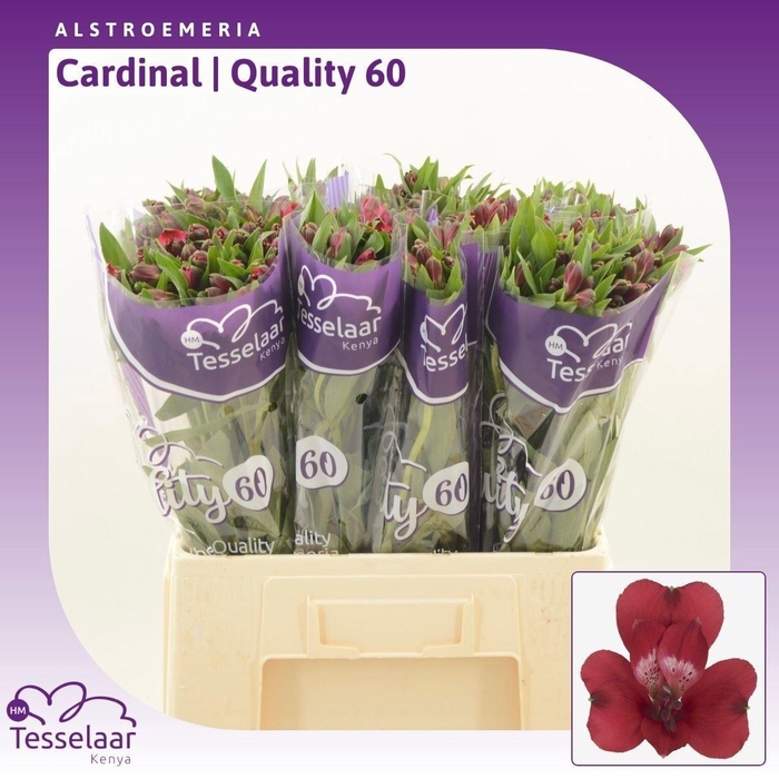 <h4>ALSTR CARDINAL</h4>