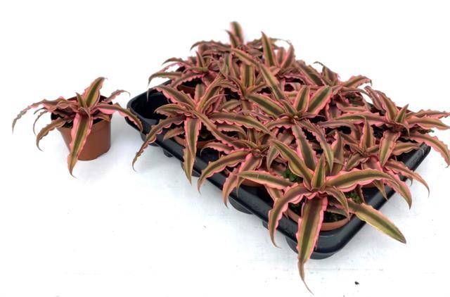 <h4>CRYPTAN BIV PINK STA</h4>