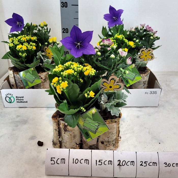 <h4>ARR TUINPLANTEN</h4>