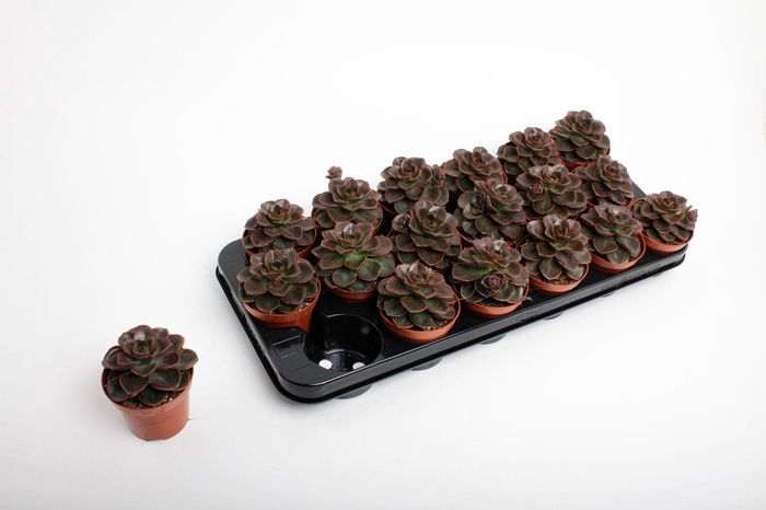 <h4>Echeveria Black Prince</h4>