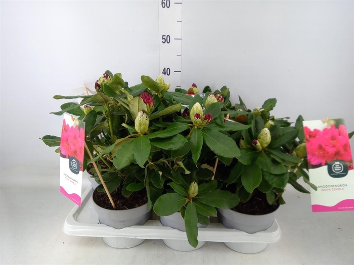 <h4>Rhododendron   ...</h4>