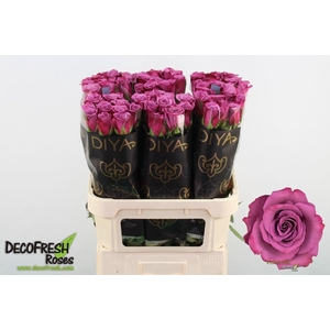 ROSA GR 'VIOLET HILL'