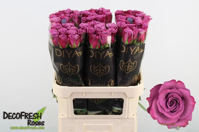 <h4>ROSA GR 'VIOLET HILL'</h4>