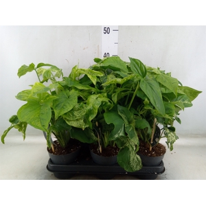 Syngonium podop. 'Mottled'