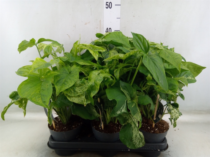 <h4>Syngonium podop. 'Mottled'</h4>
