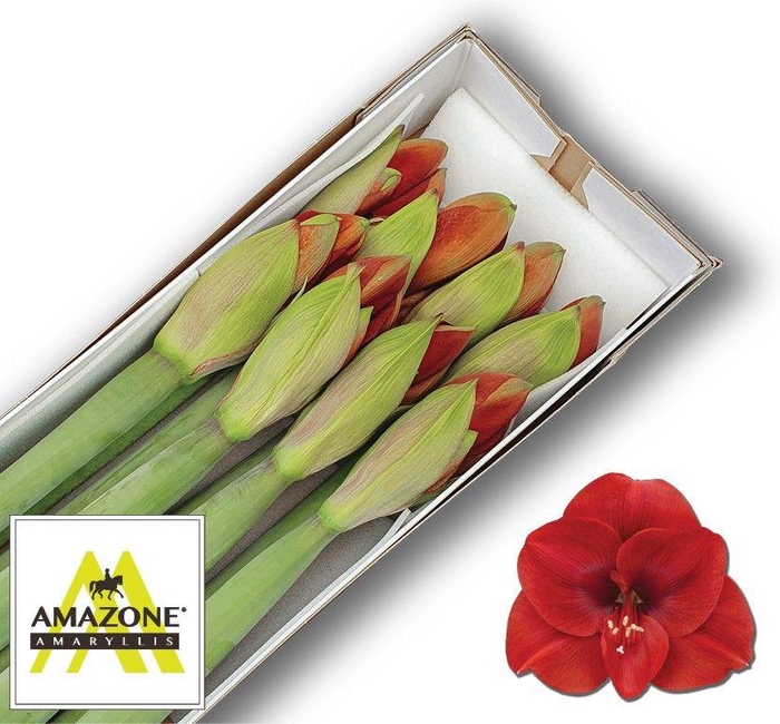 <h4>HIPP GA FERRARI</h4>