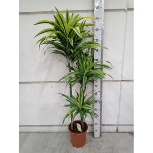 Dracaena fr de 'LemonLime'